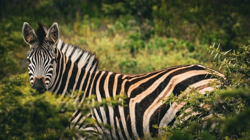 Golés da Raça: Para Morais, Destaque no Amistoso Não Há Mais Espaço para Zebras no Futebol