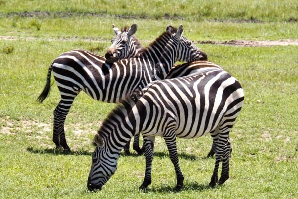O que é Zebras na Futebol?