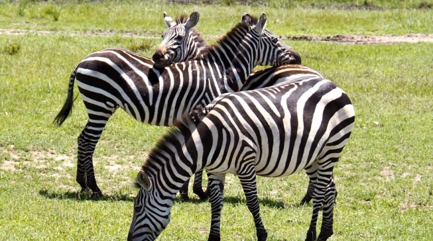 O que é Zebras na Futebol?