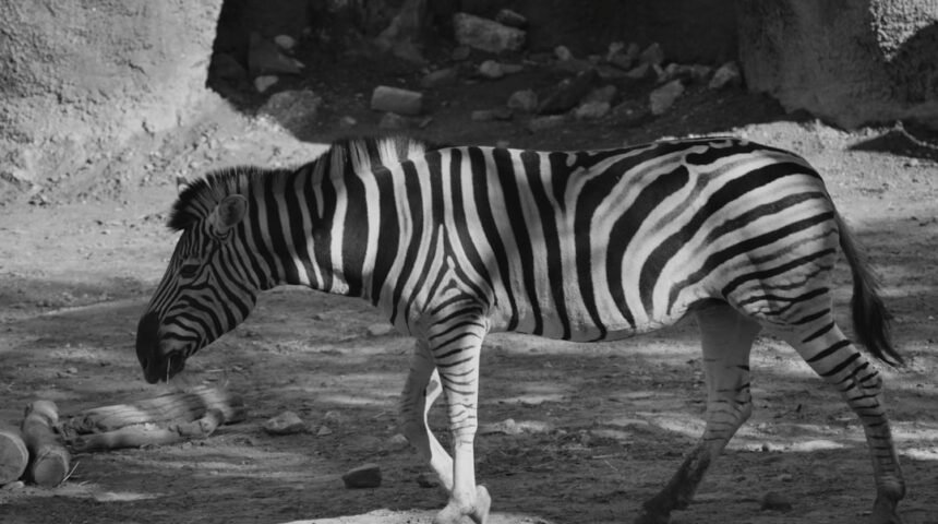 Destaque para Morais: Não Há Mais Espaço Para Zebras No Futebol