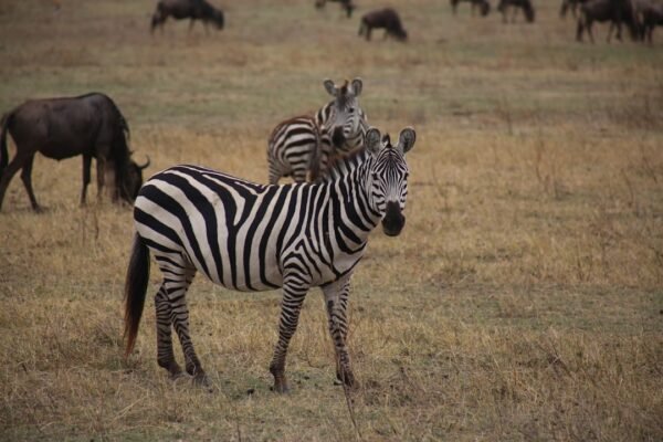 Morais Destaca: Não Há Mais Espaço Para Zebra No Futebol
