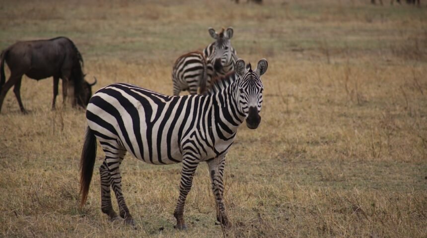 Morais Destaca: Não Há Mais Espaço Para Zebra No Futebol