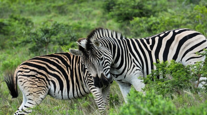 “Destaque em Amistoso: Morais Afirma que Não Há Mais Espaço para Zebras no Futebol”