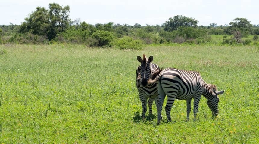 **”Morais: Não Há Mais Espaço Para Zebras No Futebol”**