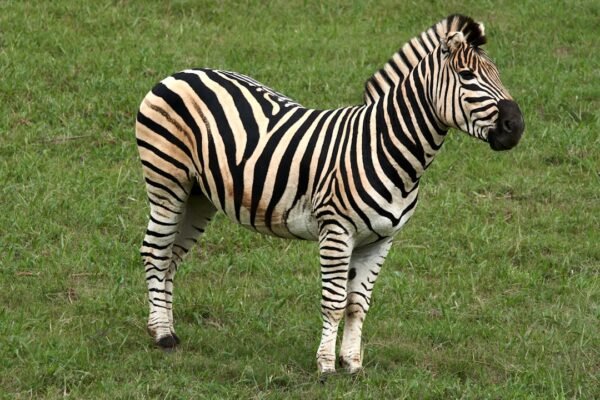 “Destaque do Amistoso: Morais Se Lança sem Zebras”