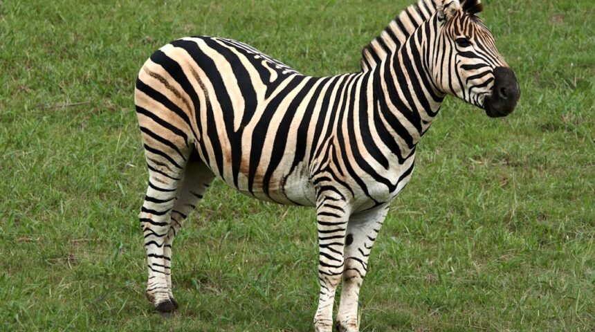 “Destaque do Amistoso: Morais Se Lança sem Zebras”