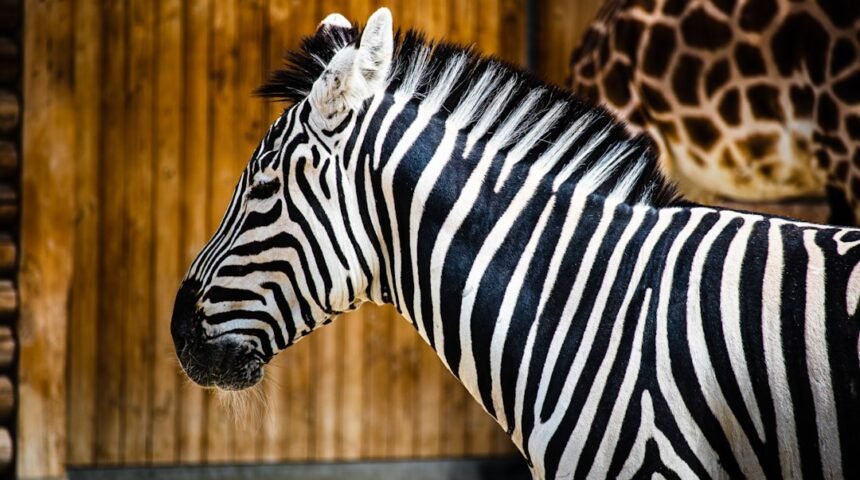 Morais destaca no amistoso, não há mais espaço para zebra no futebol