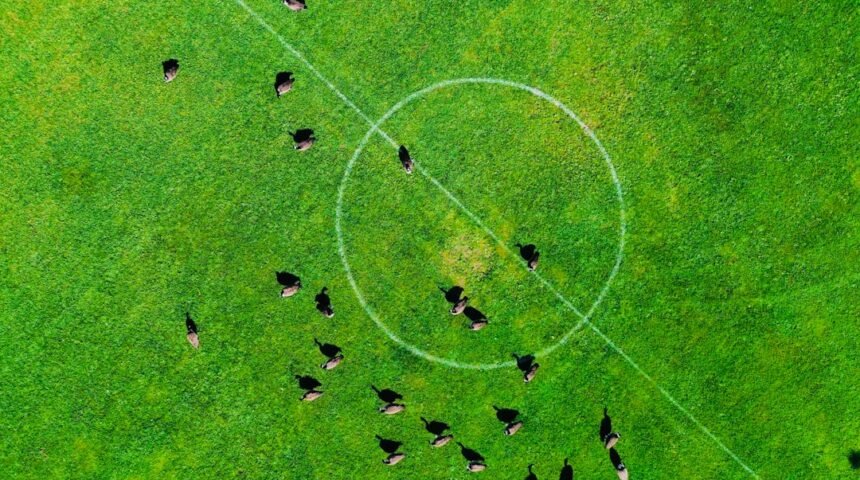 “Destaque do Amistoso: Para Morais, Não Há Mais Espaço para Zebras”