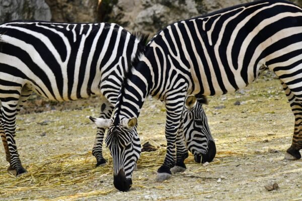 “Morais Destaca no Amistoso: Não Há Mais Espaço para Zebras”