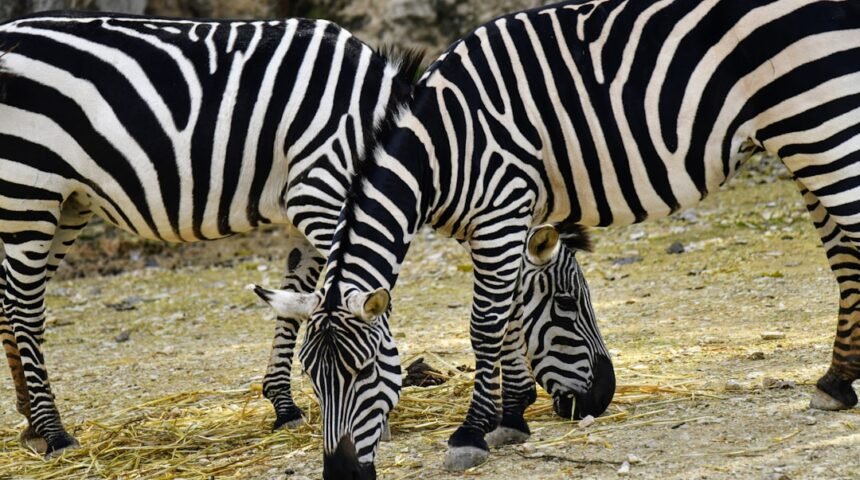 “Morais Destaca no Amistoso: Não Há Mais Espaço para Zebras”