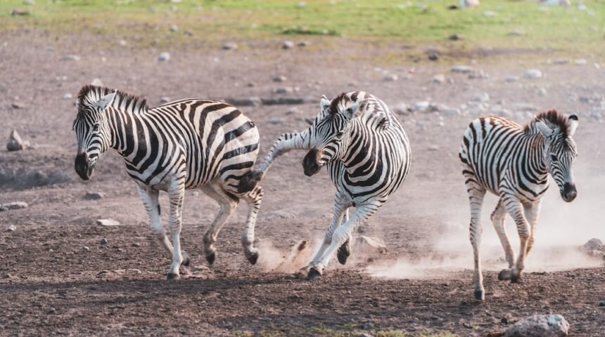 “Destaque para Morais em Amistoso, sem mais Espaço para Zebra”