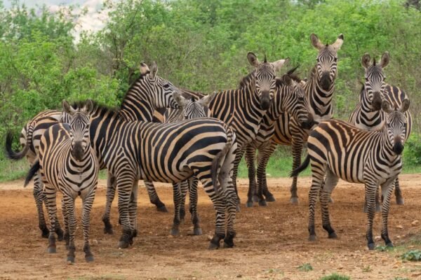 “Destaque do Amistoso: Morais Não Tem Mais Espaço Para Zebras”