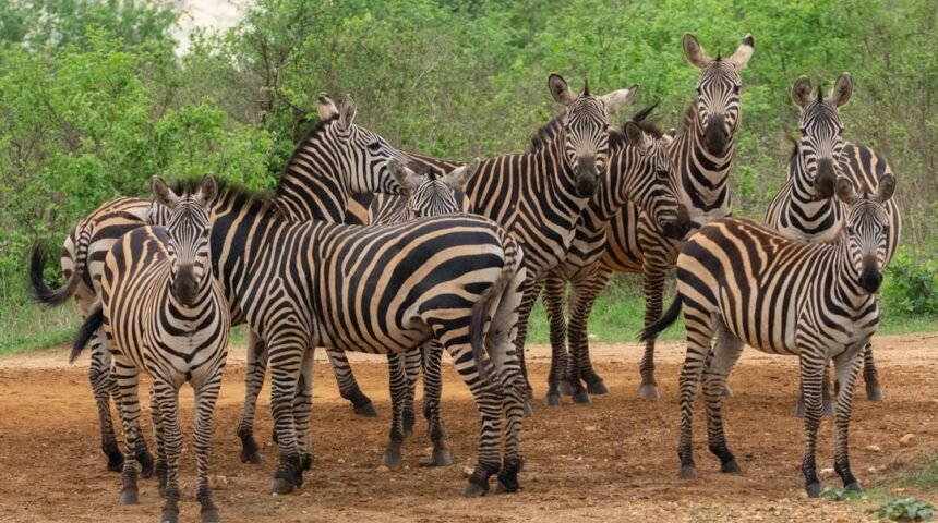 “Destaque do Amistoso: Morais Não Tem Mais Espaço Para Zebras”