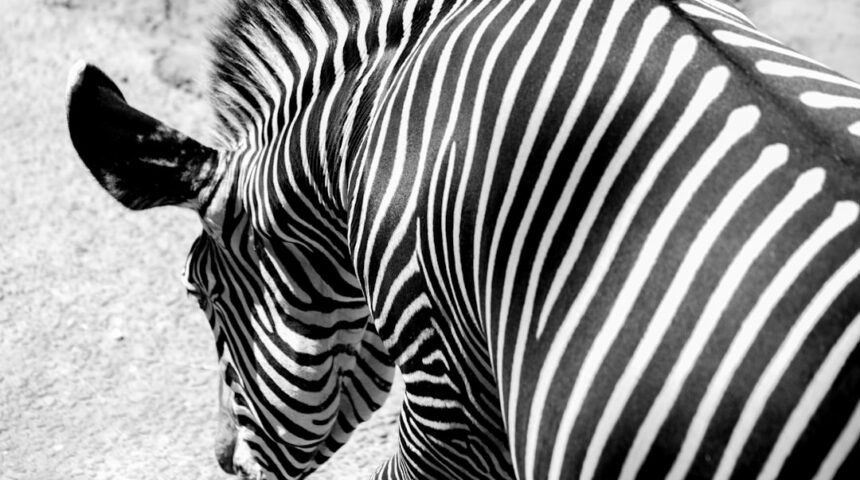 A Era dos Zebras é Finalmente Encerrada