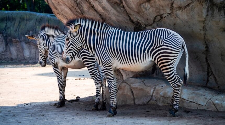 Morais se destaca em amistoso: “Não há mais espaço para zebras”