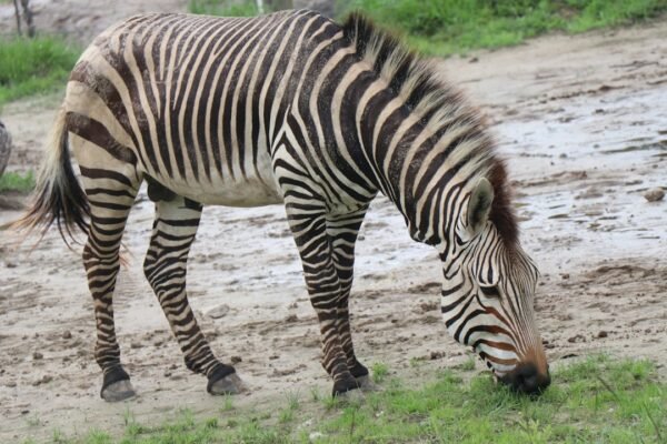 “Destaque do Amistoso: Não Há Mais Espaço para Zebras”