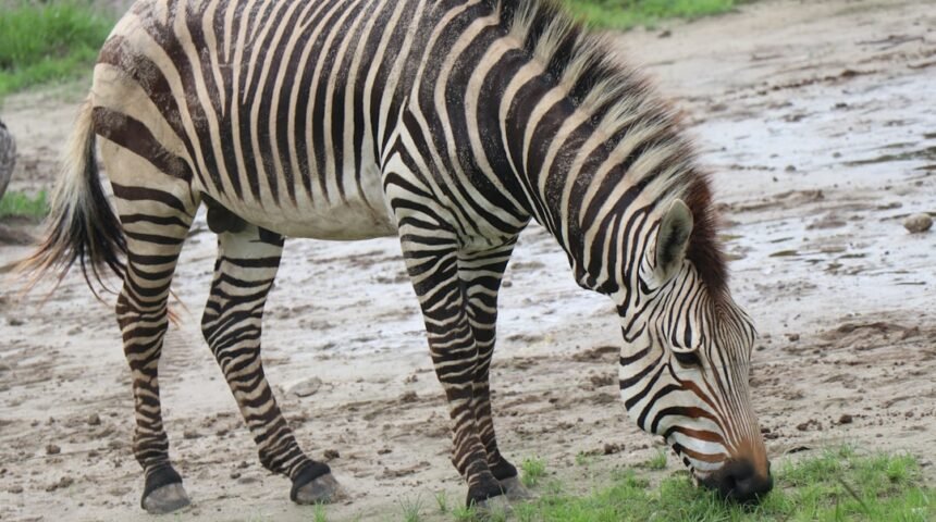 “Destaque do Amistoso: Não Há Mais Espaço para Zebras”