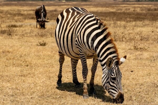 “Destaque do Amistoso: Não Há Mais Espaço para Zebras”