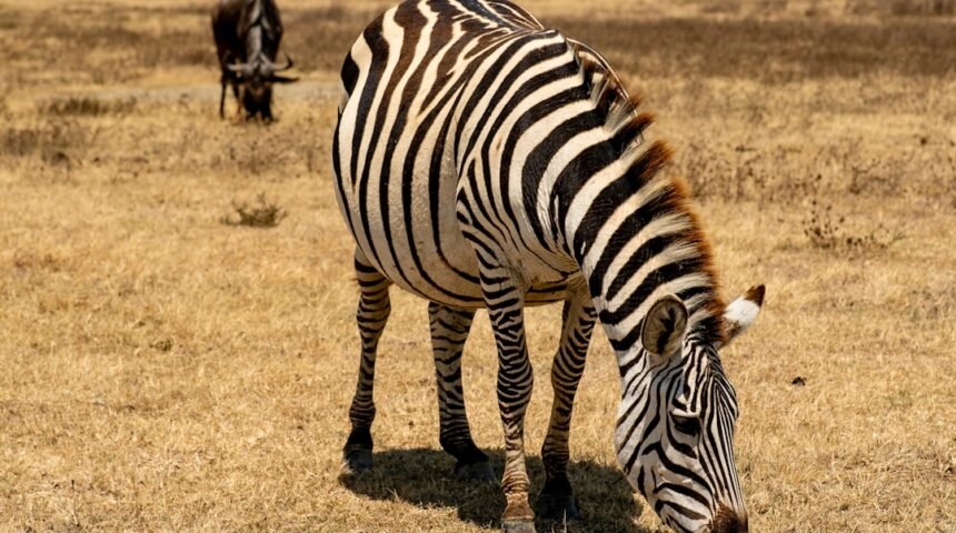 “Destaque do Amistoso: Não Há Mais Espaço para Zebras”