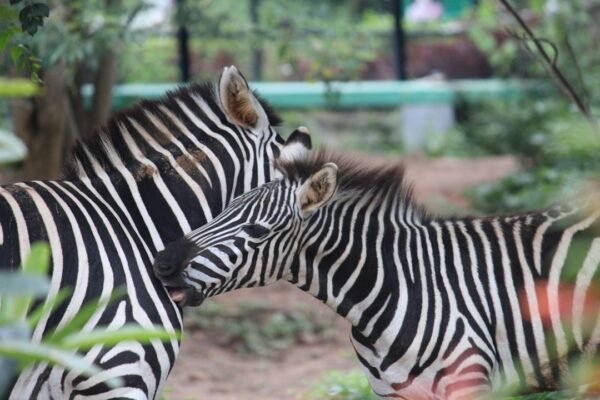 Destaque para Morais no amistoso: não há mais espaço para zebra no futebol