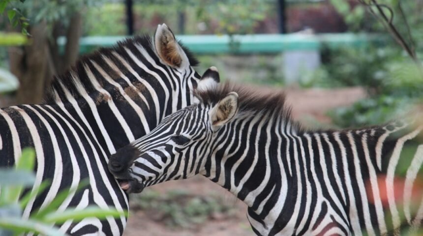 Destaque para Morais no amistoso: não há mais espaço para zebra no futebol