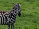 “Para Morais, destaque no amistoso, não há mais espaço para zebra na sua carreira.”