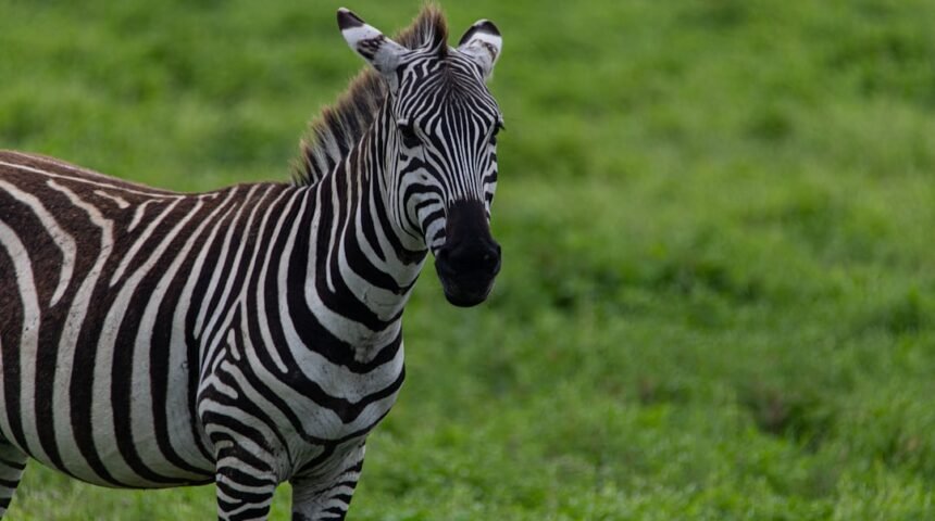 “Para Morais, destaque no amistoso, não há mais espaço para zebra na sua carreira.”
