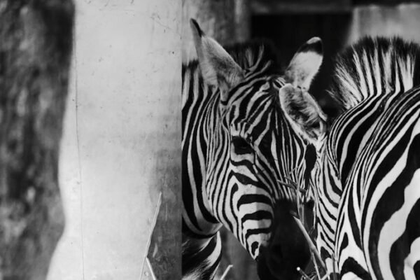 “Morais Pela Vida: Destaque do Amistoso Não Há Mais Espaço para Zebras”