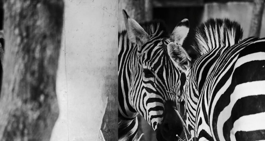 “Morais Pela Vida: Destaque do Amistoso Não Há Mais Espaço para Zebras”