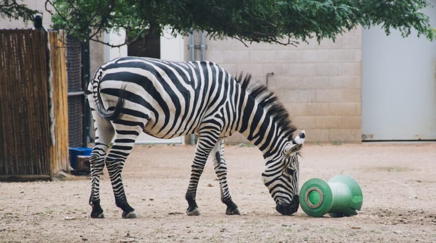 “Morais Destaca a Redução da ‘Zebra’ no Futebol”