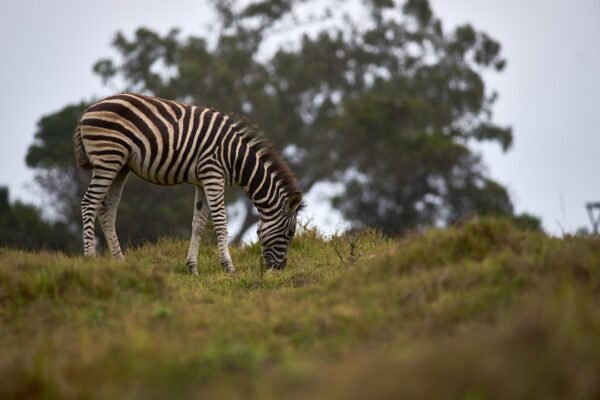 “Morais Destaca na Futebol: Não Há Mais Espaço para Zebras”