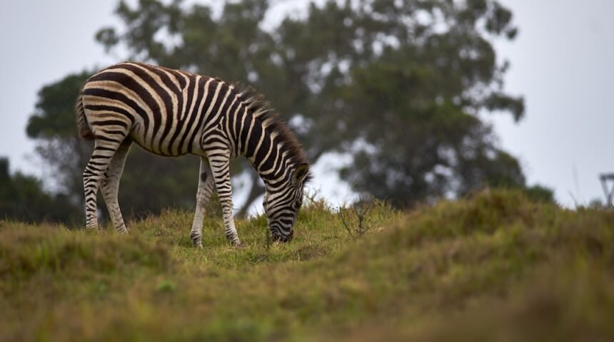 “Morais Destaca na Futebol: Não Há Mais Espaço para Zebras”