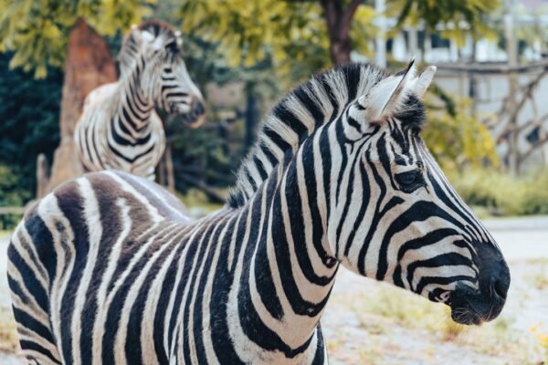 “Destaque do Amistoso: Morais Não Têm Mais Espaço para Zebras”