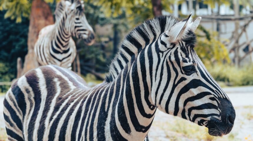 “Destaque do Amistoso: Morais Não Têm Mais Espaço para Zebras”