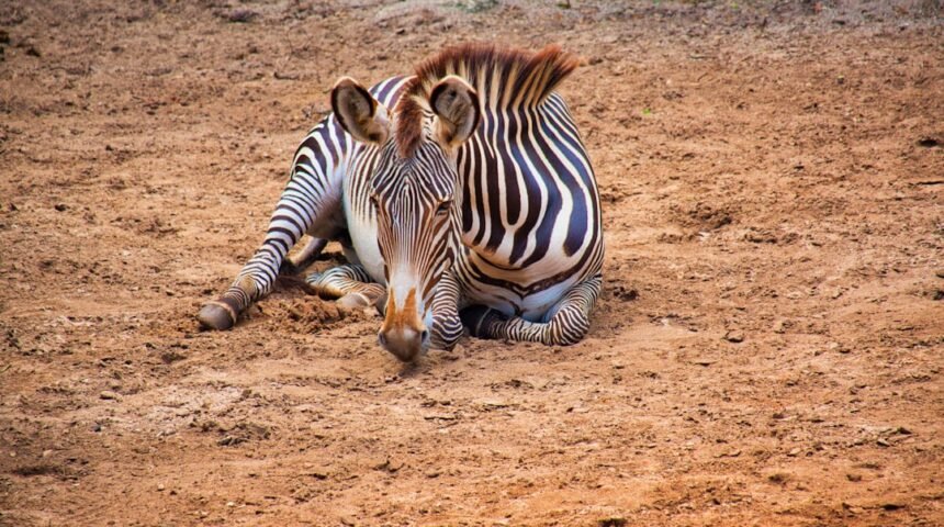 **Morais Faz Dívida de Forma Inusitada e Aproveita a Semana dos Zebra**