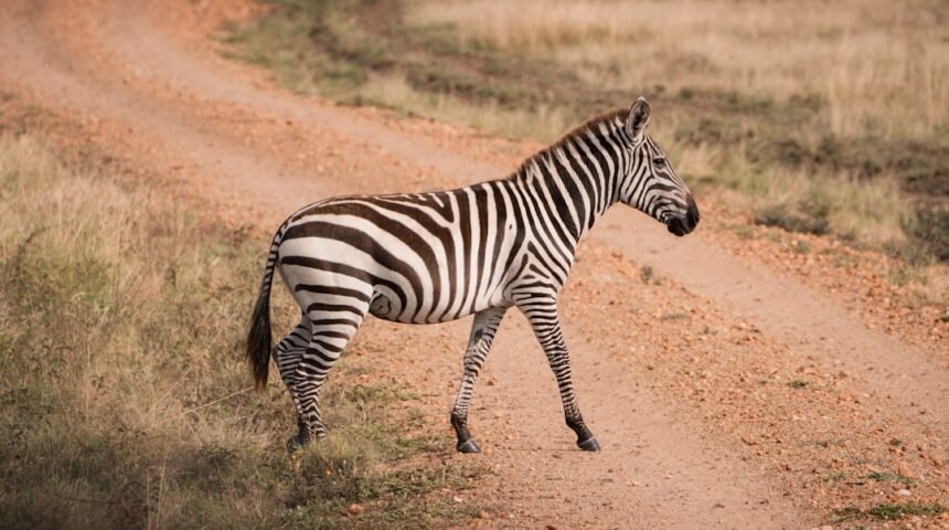 “Destaque na Amizade: Não Há Mais Espaço Para Zebras No Futebol”