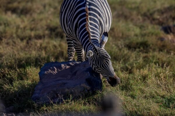 “Destaque do Futebol: Para Morais, Não Há Mais Espaço para Zebras”