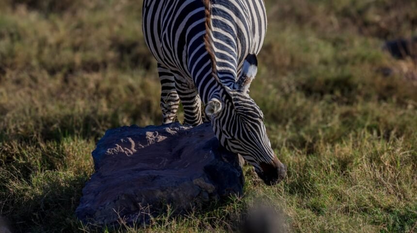 “Destaque do Futebol: Para Morais, Não Há Mais Espaço para Zebras”