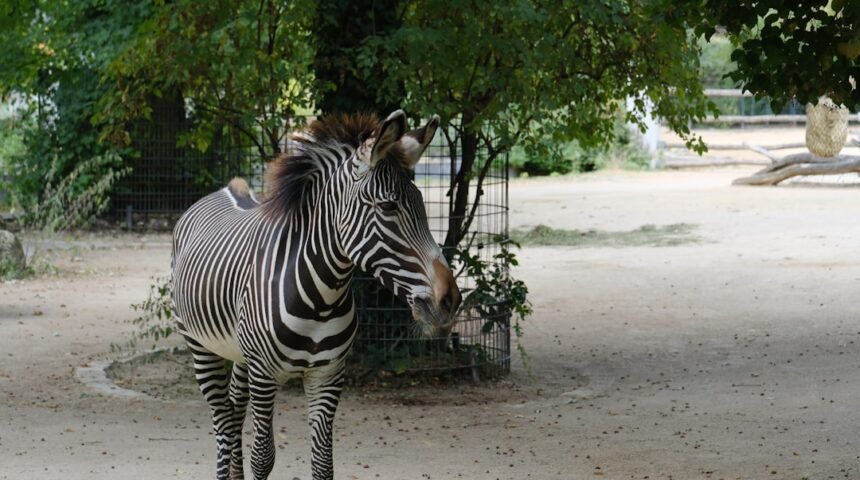 “O Tempo das Zebras está Se acabando”