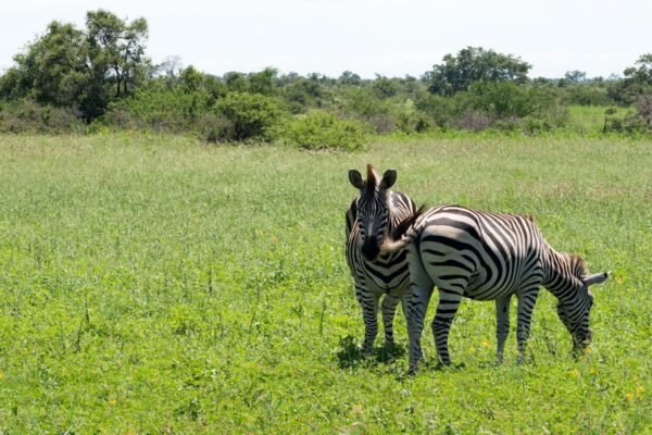 “Destaque do Amistoso: Para Morais, Não Há Mais Espaço para Zebras no Futebol”