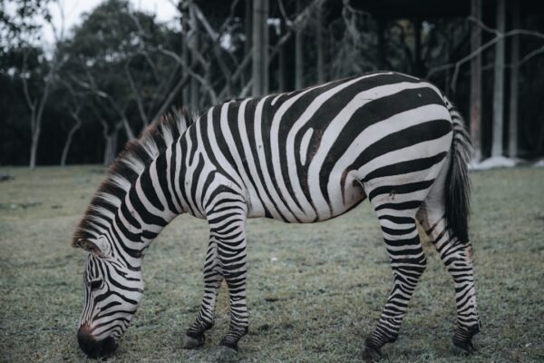 “O Futuro do Futebol Brasileiro: Morais Aborda a Questão das Zebras”