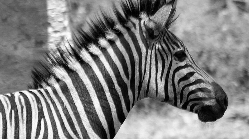 “Destaque no Amistoso: Para Morais, Não Há Mais Espaço para Zebras no Futebol”