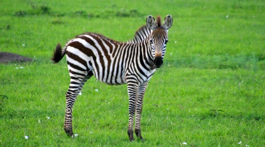 “Destaque do Amistoso: Os Zebras Vão Embora?”