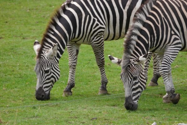 “Morais Pode ser o Último dos Zebras”