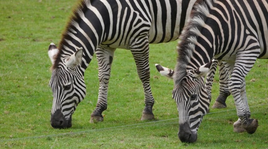 “Morais Pode ser o Último dos Zebras”