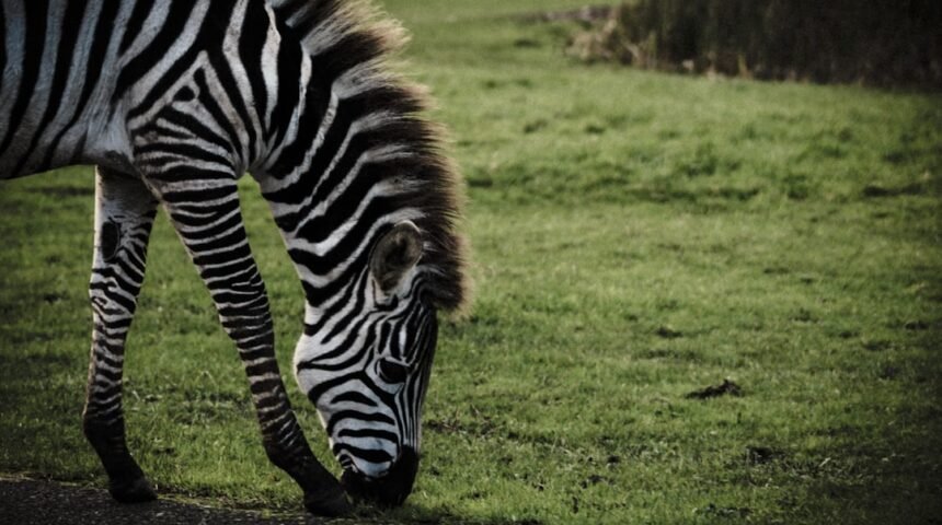 O Futuro do Futebol Brasileiro: A Era das Zebras Chega ao Fim