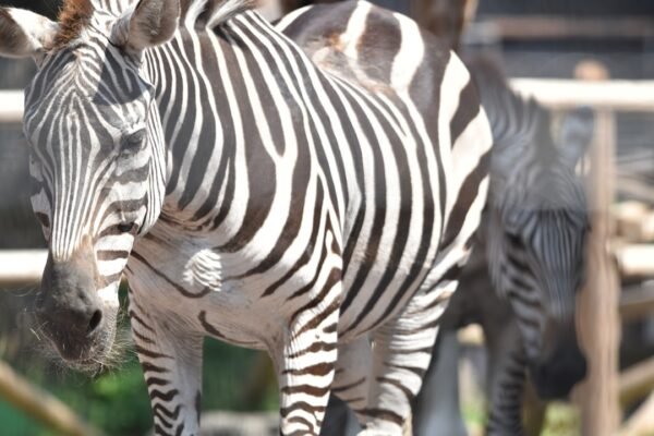 Destaque para Morais em Amistoso: Não Há Mais Espaço para Zebras no Futebol