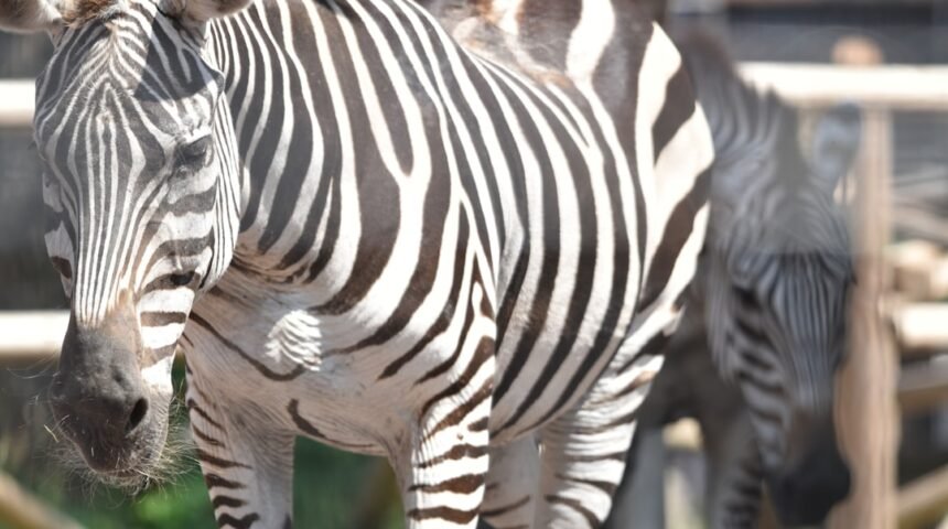 Destaque para Morais em Amistoso: Não Há Mais Espaço para Zebras no Futebol