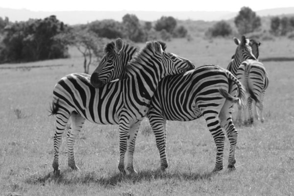 “Morais Destaca na Amizade: Não Há Mais Espaço para Zebras no Futebol”