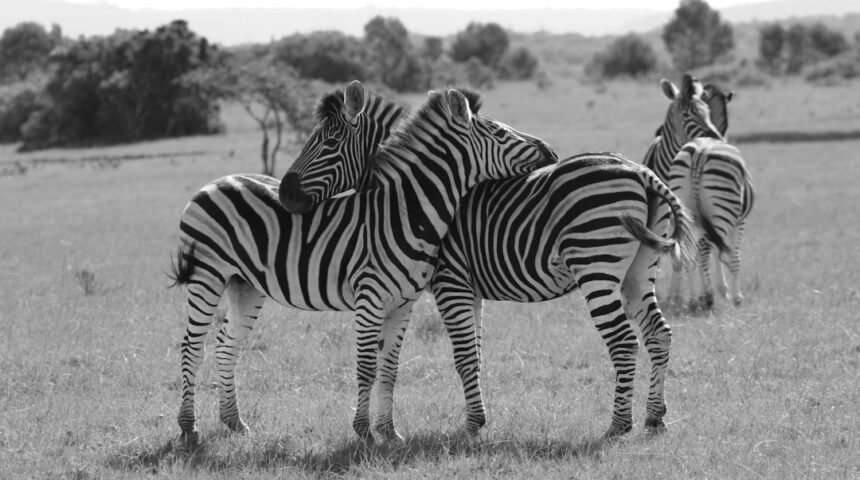 “Morais Destaca na Amizade: Não Há Mais Espaço para Zebras no Futebol”